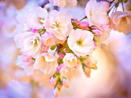 Spring Flowers - pretty, Nature, Flowers, Spring