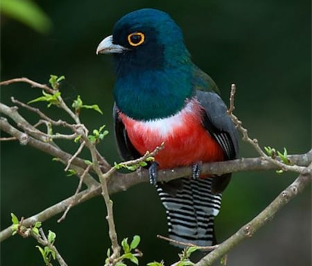 Blue Crowned Trogon - bird, crowned, trees, branch, animal, blue, trogon