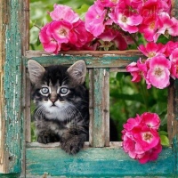 Garden Kitty