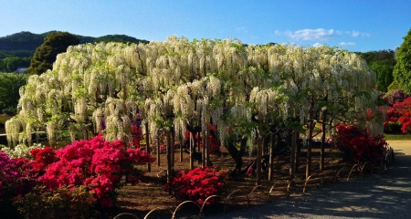 Springtime Beauty - white, wisteria, blossoms, red, park, tree