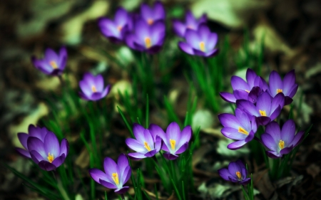 Crocuses - flower, purple, spring, crocus, green