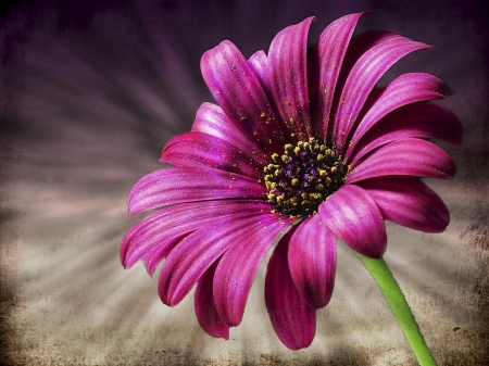 Beautiful Flower! - nature, flower, pink, beautiful