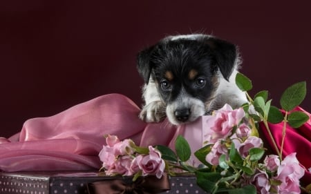 Puppy - jack russell terrier, puppy, pink, dog, red, animal, flower