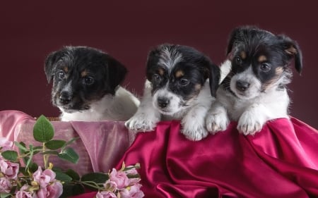 Puppies - caine, jack russell terrier, puppy, dog, pink, animal, cute, flower