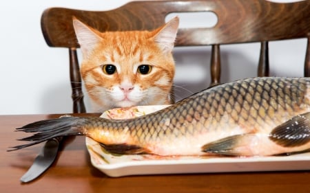 One happy cat - cat, fish, animal, orange, food, funny, cute, ginger