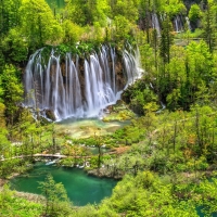 Forest Waterfall