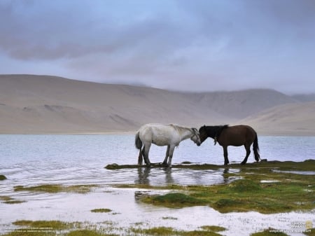 Horse - forest, horse, wild, animal