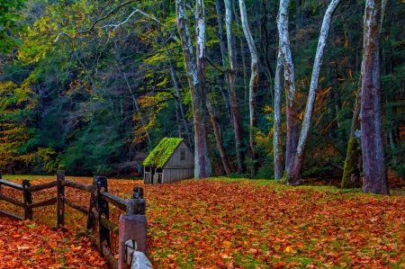 Shed in autumn forest - shed, forest, nature, autumn