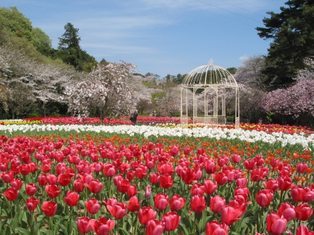 Park in Spring - blooming, blossoms, trees, tulips, gazebo