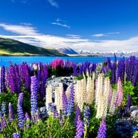 MULTI COLORED LUPIN FLOWERS