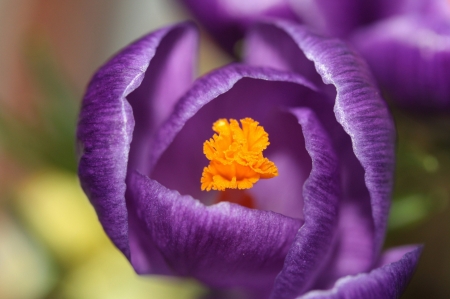 Purple Love - tulip, flower, purple, amazing