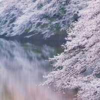 Pink Season