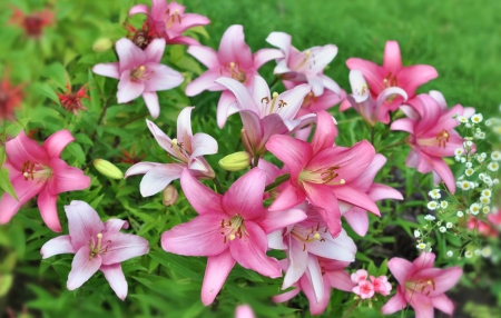 Spring Lilies - lilies, pink, easter, flowers, spring