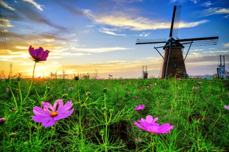 Windmill - wildflowers, summer, beautiful, meadow, field, windmill, sky