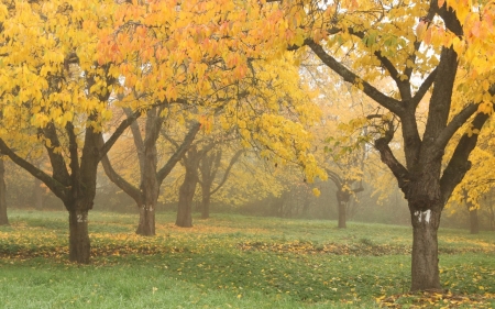 Autumn Park - spring, leaf, park, autumn