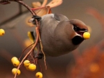 Beautiful Waxwing