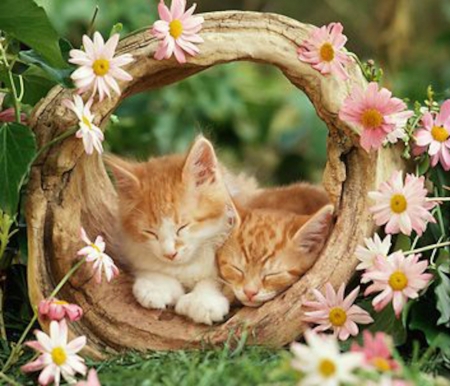 Kitty Asleep in her Basket - flowers, basket, animal, kittens, daisy, cat, kitty