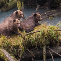 Bear Cubs