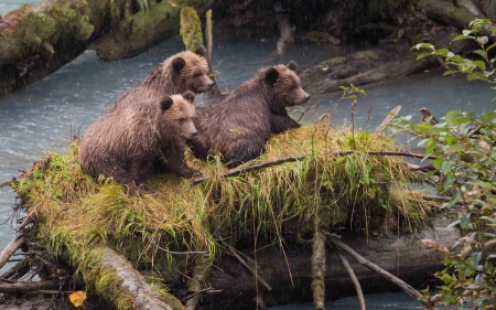 Bear Cubs - cubs, grass, animal, Bear