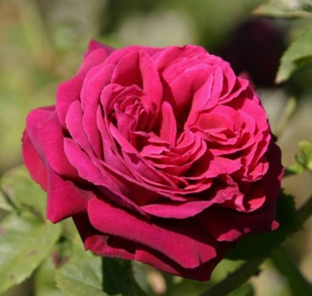 Pink Beauty - rose, pink, petals, flowers, macro, nature