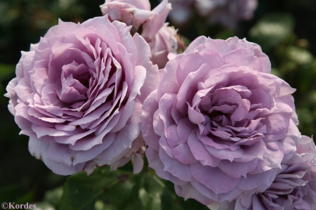 Two Princess - rose, petals, flowers, macro, nature