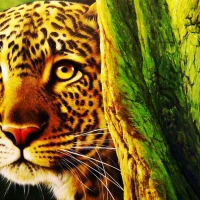 Cheetah