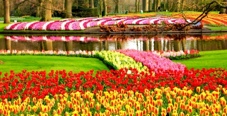 Springtime at Keukenhof, Netherlands - river, tulips, trees, blossoms, water, reflection