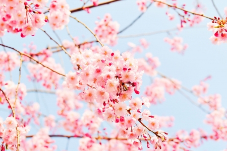 Japanese Spring - blossoms, petals, tree, cherry