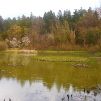 Swamp lake with forest