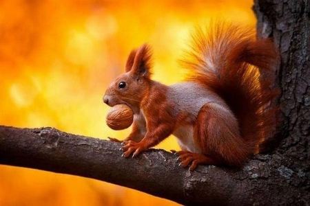 squirrel - red, animal, squirrel, nut, yellow, tree