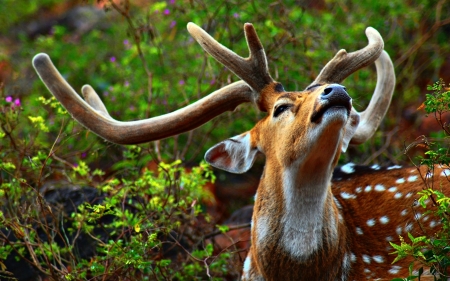 Deer - animal, orange, deer, green, horns