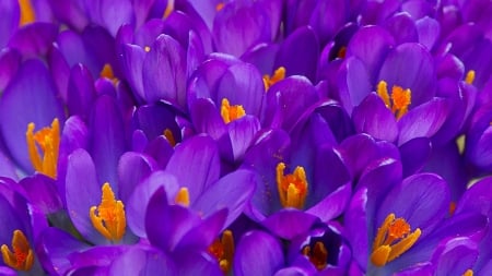 Crocuses - flower, purple, spring, orange, crocus, skin