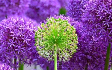 Allium - skin, purple, allium, green, flower, pink, onion