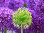 Allium