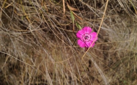 Little and beautiful - flower, hay, indian carnation, pink, dagestan