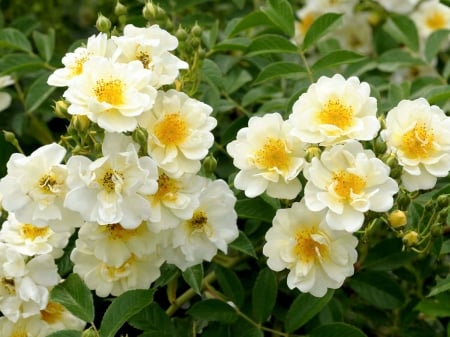 White Roses - blossoms, petals, buds, leaves