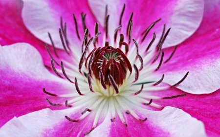 Clematis - white, skin, macro, pink, close-up, clematis, flower