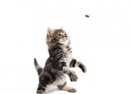 Catching flies - paw, cat, funny, pisica, kitten, white, card, animal, cute, fly