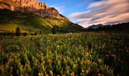 Spring Flowers - sky, blossoms, landscape, clouds, field, mountains