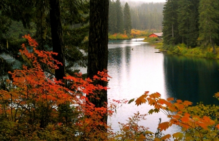 A Cabin in the Fall, Mckenzie River, Oregon - autumn, trees, water, leaves, colors