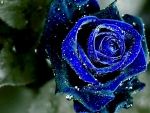 Blue rose