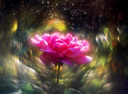 Rose - rose, cg, pink, beautiful