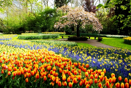 Flowers - flowers, spring, tree, nature