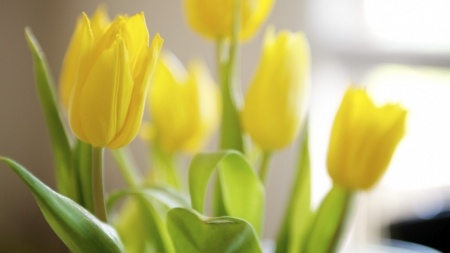 Sunny Tulips - with love, nature, photography, tulips, flowers