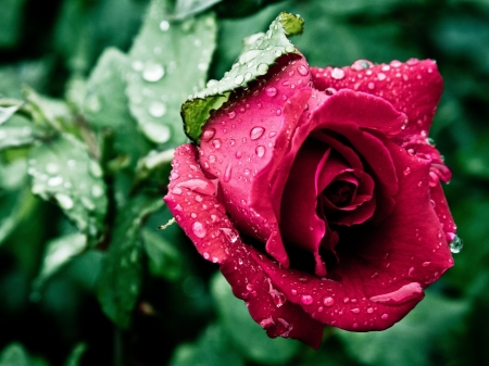 Red Rose - red, flower, rose, petals, nature