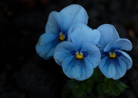 Blue Flowers - flowers, petals, nature, blue