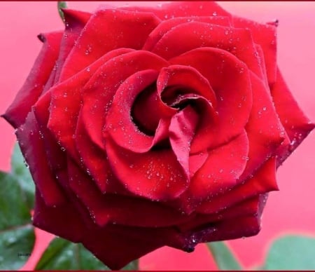 Red Beauty - red, flower, rose, petals, macro, nature