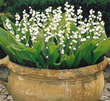 Lily of the Valley - pot, flowers, nature, lily of the valley