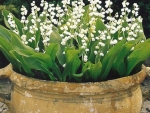 Lily of the Valley