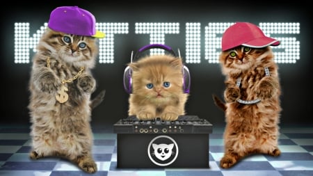 The Kitties - hat, the kitties, band, DJ, pink, cat, music, fantasy, instrument, pisica, animal, kitten, funny, cute